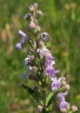 Nepeta nuda