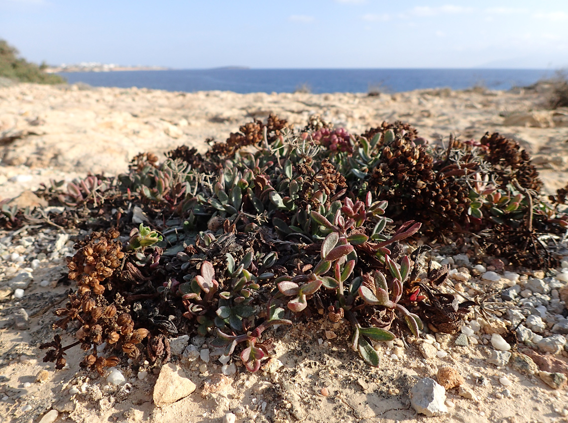 Image of Crithmum maritimum specimen.