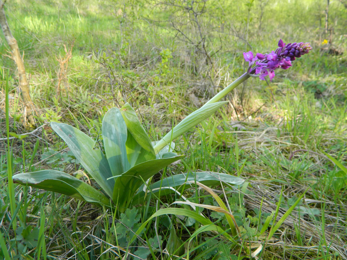 Изображение особи Orchis mascula.