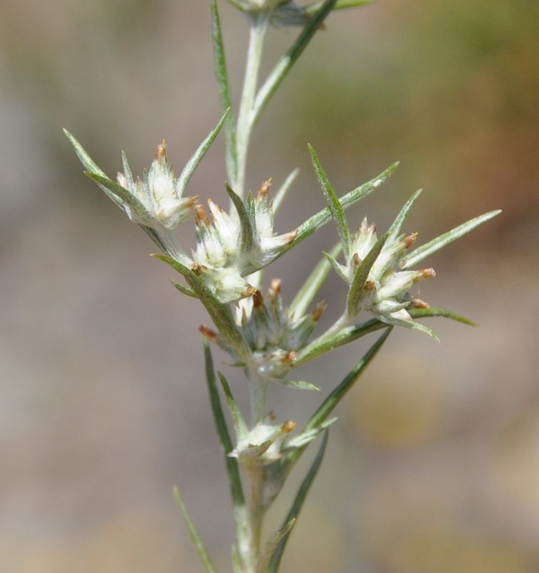 Image of Filago gallica specimen.