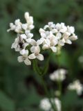 Galium triandrum. Цветки с кормящейся мухой. Ульяновск, Заволжский р-н, парк им. 40-летия ВЛКСМ. 31.05.2019.