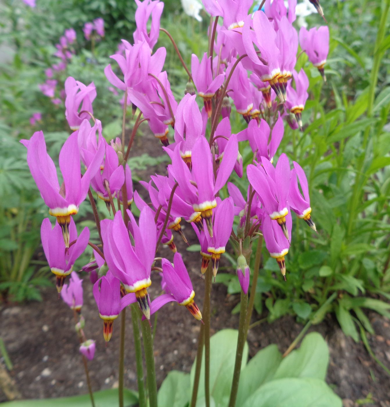 Image of Dodecatheon meadia specimen.