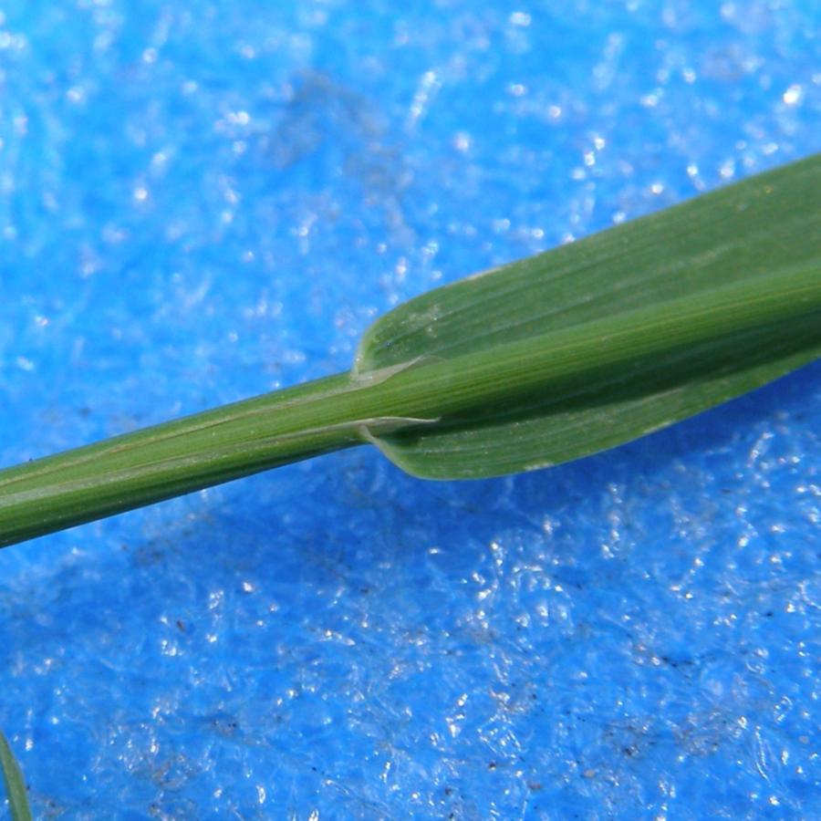 Image of Phleum pratense specimen.