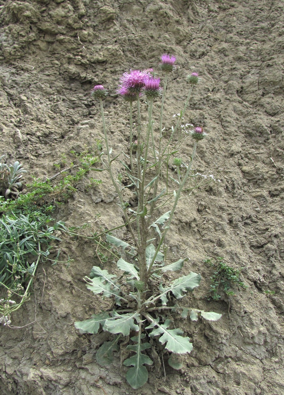 Image of Jurinea ruprechtii specimen.