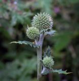 Echinops sphaerocephalus. Верхушка побега с развивающимися соцветиями. Пермский край, г. Пермь, Кировский р-н, клумба у жилого дома. 08.08.2019.