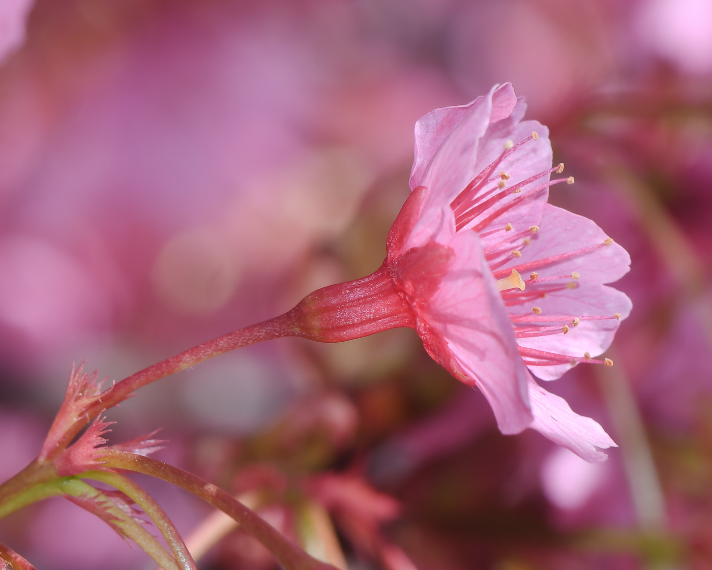 Image of Prunus campanulata specimen.