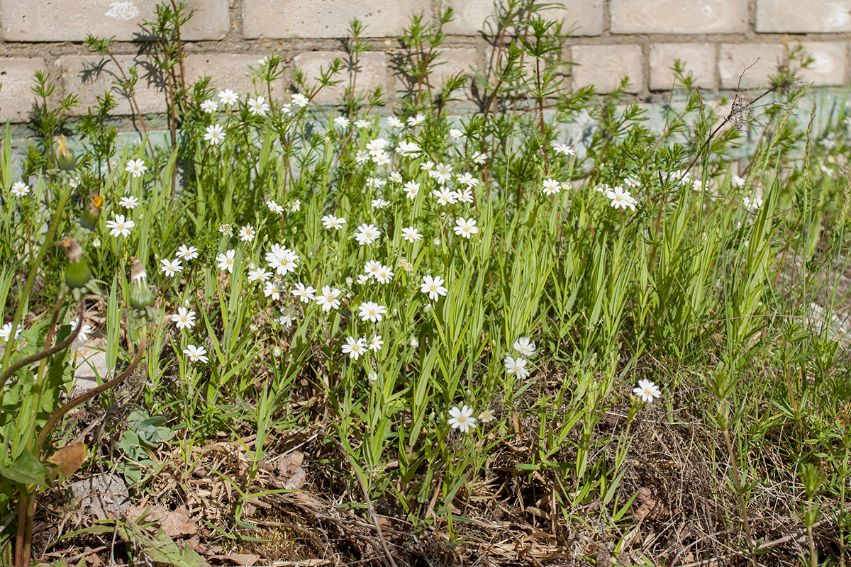 Image of Stellaria holostea specimen.