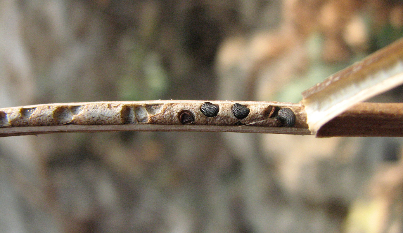 Image of Glaucium flavum specimen.