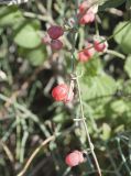 Ephedra foeminea