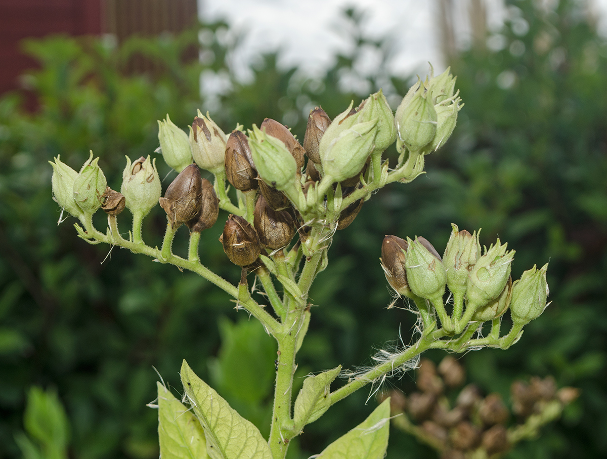 Изображение особи Nicotiana tabacum.