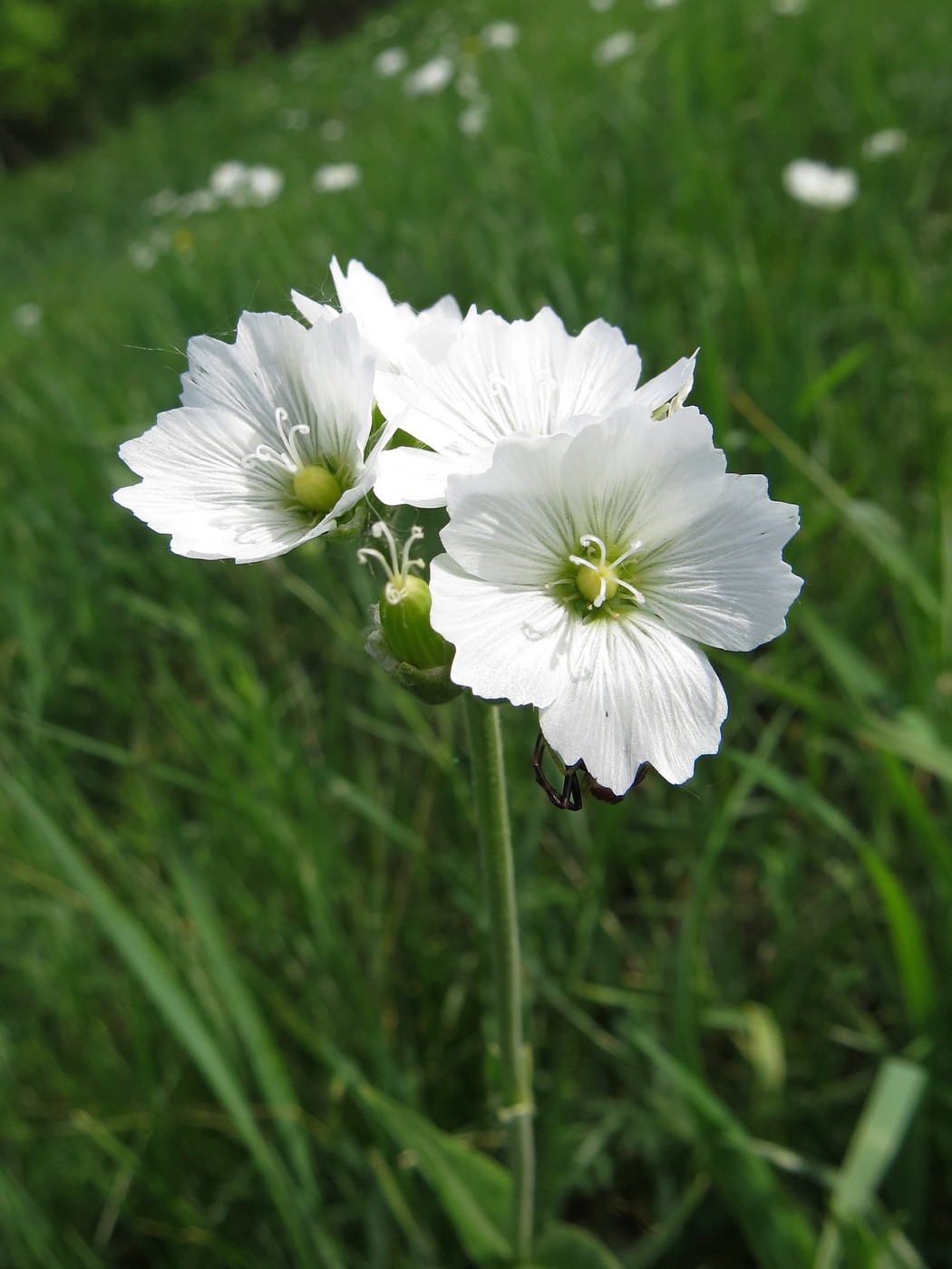 Image of Cerastium maximum specimen.