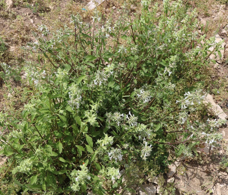 Image of Stachys pubescens specimen.