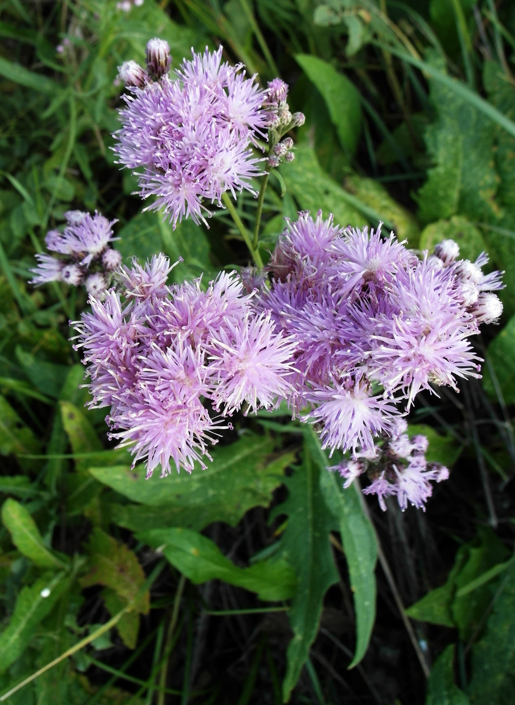 Image of Saussurea amara specimen.