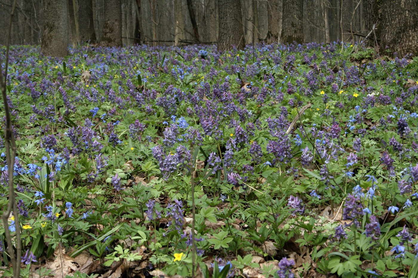 Image of Corydalis solida specimen.