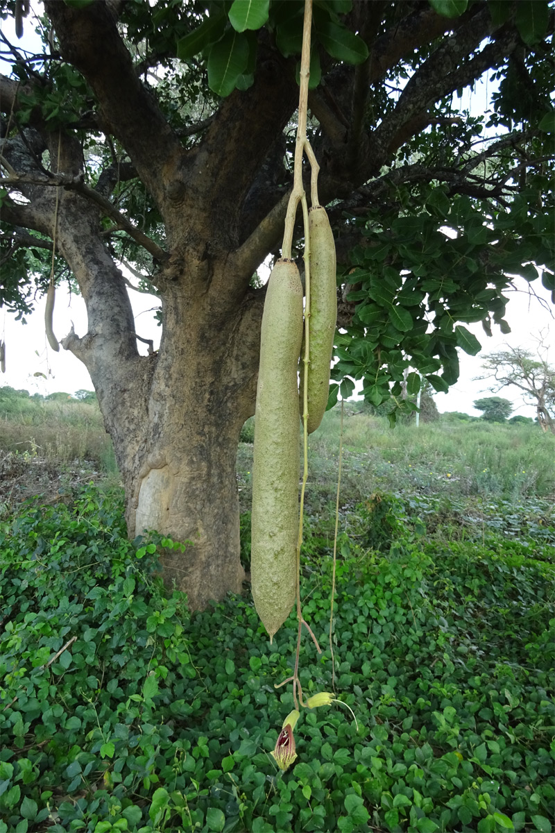 Image of Kigelia pinnata specimen.