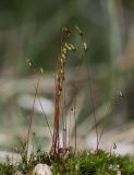 Image of taxon representative. Author is Александр Козловских