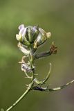 Astragalus neolipskyanus. Соцветие с цветками и завязавшимися плодами. Южный Казахстан, хр. Боролдайтау, северный склон (южнее Васильевки). 08.05.2010.