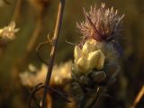Смотреть изображение Centaurea margarita-alba
