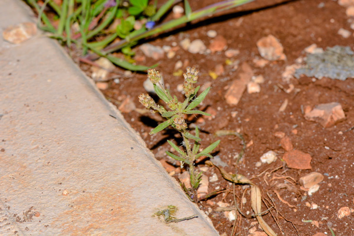 Image of Plantago afra specimen.