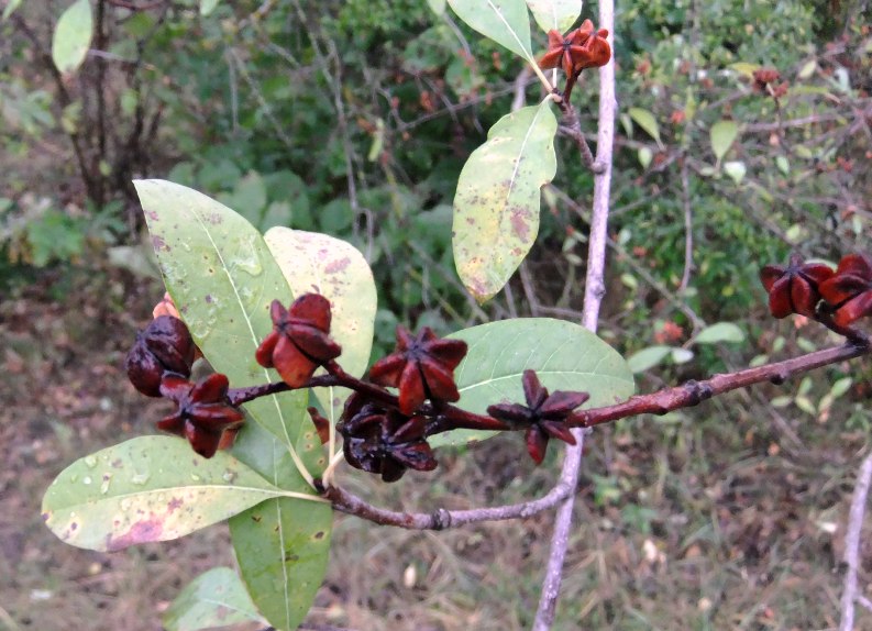 Image of genus Exochorda specimen.