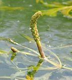 Potamogeton lucens. Соцветие. Ульяновская обл., г. Димитровград, Первомайский р-н, р. Бол. Черемшан, прибрежная зона. 26.06.2021.