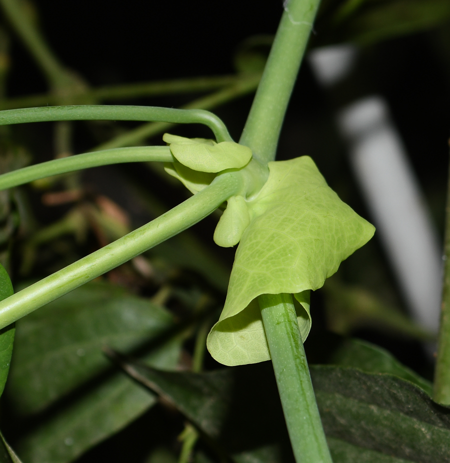 Image of Aristolochia gigantea specimen.