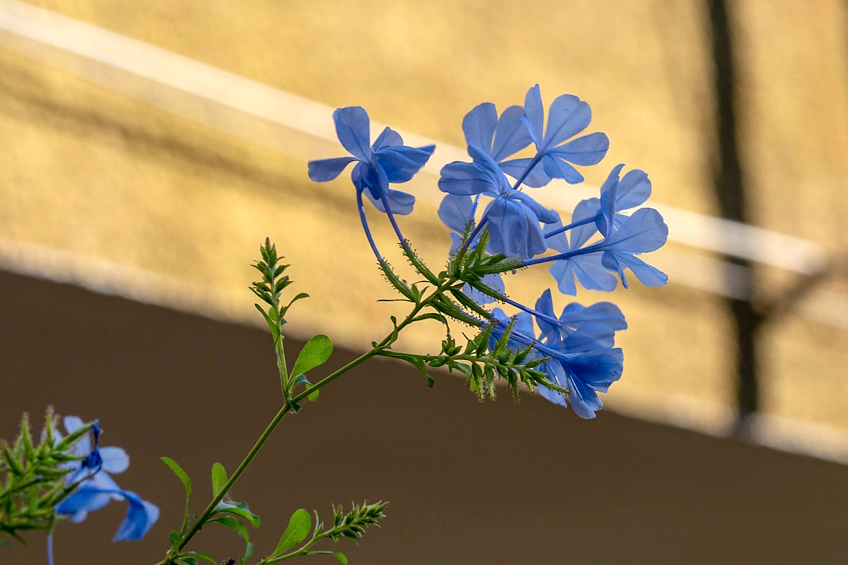 Image of Plumbago auriculata specimen.