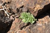 Rosularia platyphylla