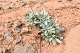 Matthiola tatarica