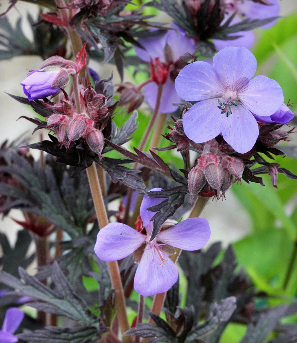 Изображение особи Geranium pratense.