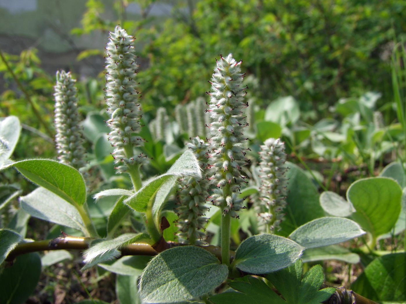 Image of Salix crassijulis specimen.