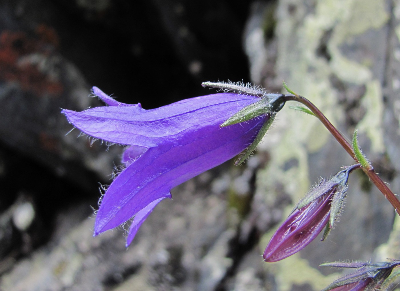 Изображение особи род Campanula.