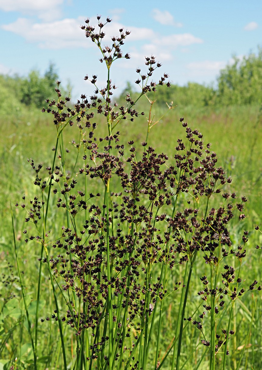 Image of Juncus atratus specimen.