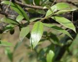 genus Salix. Побег. Республика Ингушетия, Джейрахский р-н, окр. ур. Ний, высота 1670 м н.у.м, возле дороги. 20 июня 2022 г.