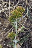 Cousinia syrdarjensis. Верхушка цветущего растения. Южный Казахстан, нижний Боролдай, 2 км выше пос. Коктюбе. 24.06.2010.