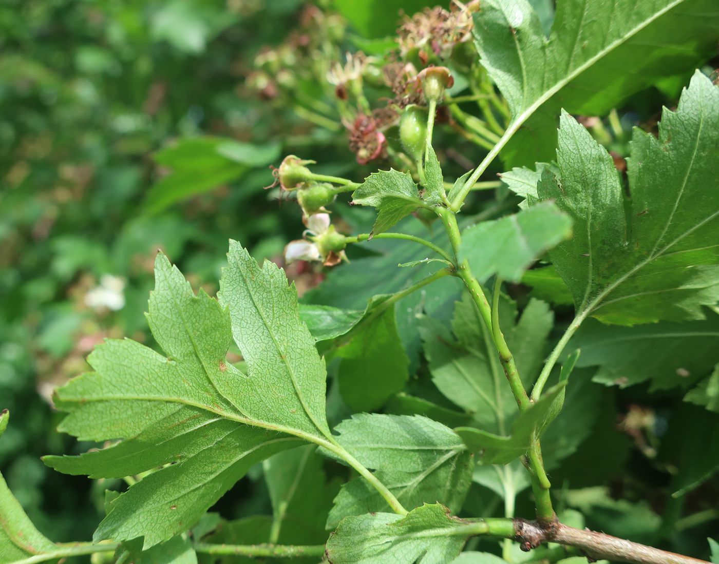 Изображение особи род Crataegus.