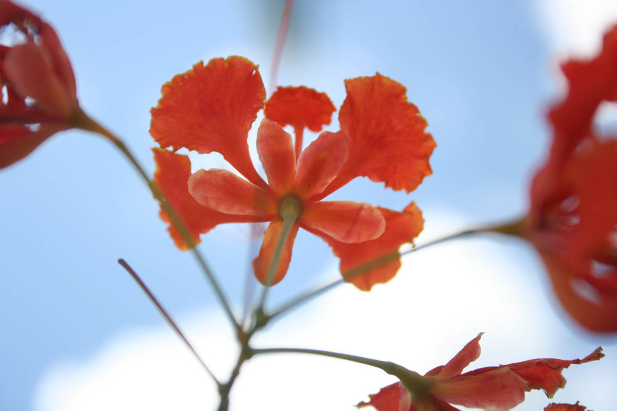 Изображение особи Delonix regia.