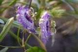 Passiflora foetida. Цветки. Израиль, г. Бат-Ям, на спуске к морю. 21.09.2022.