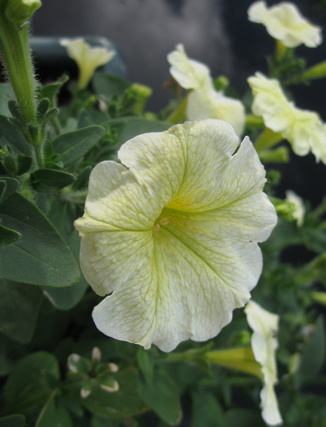 Image of Petunia &times; hybrida specimen.