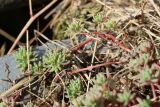 Sedum pallidum ssp. bithynicum