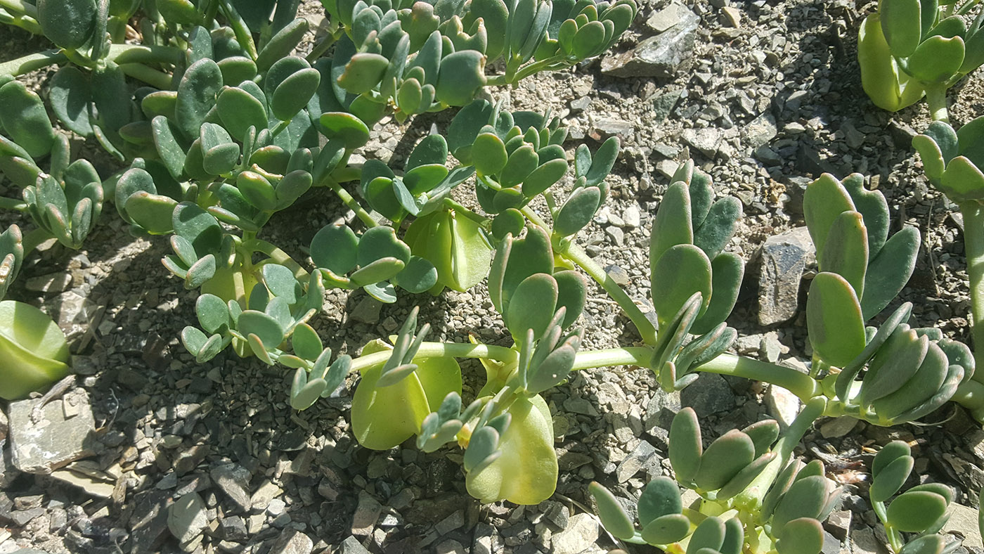 Image of Zygophyllum potaninii specimen.