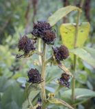 Inula helenium