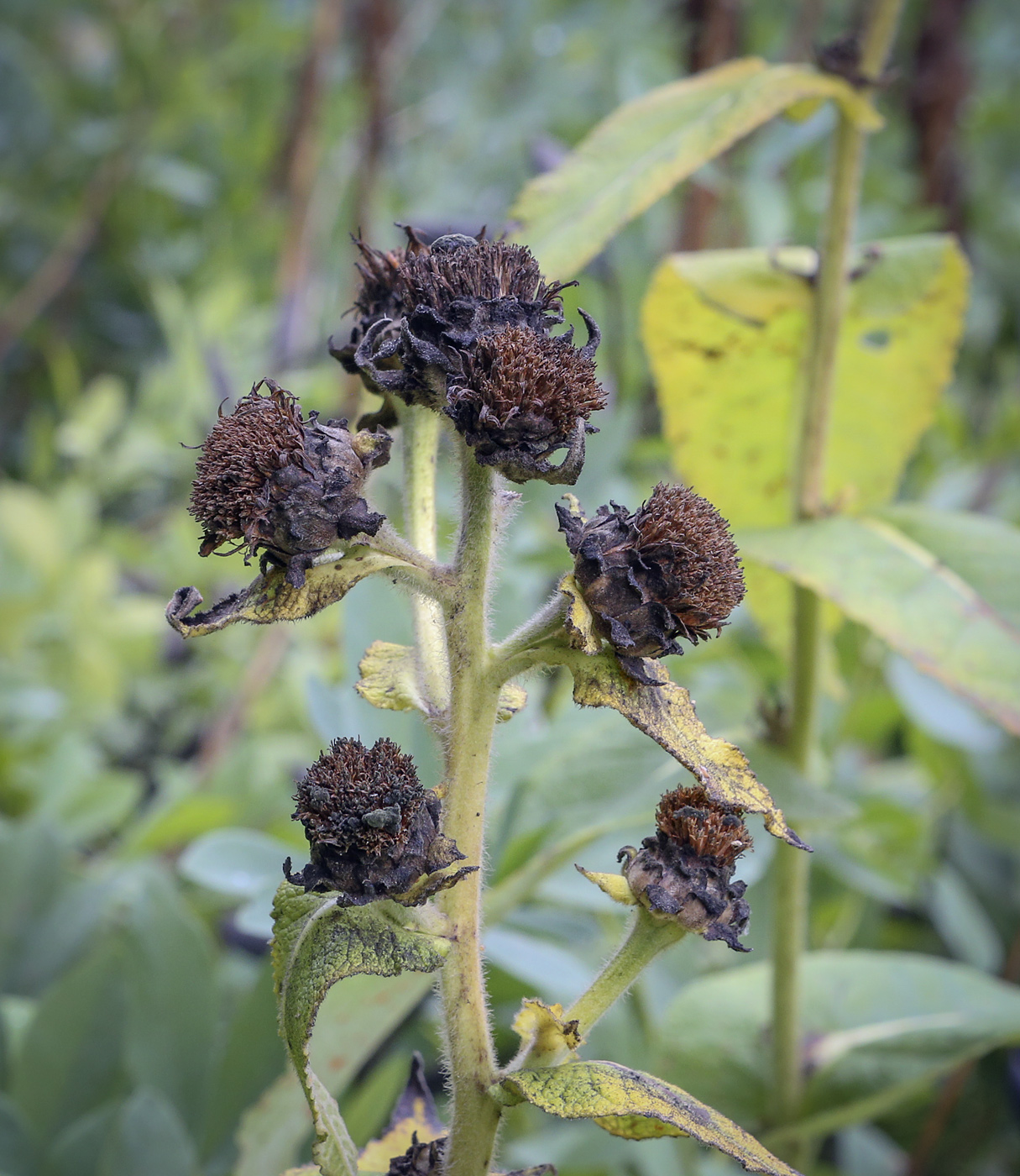 Image of Inula helenium specimen.