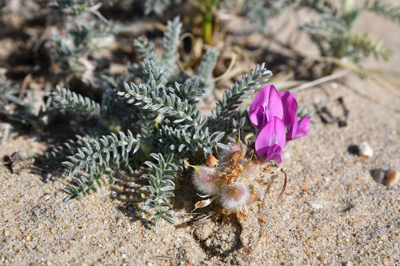 Изображение особи Oxytropis lanata.