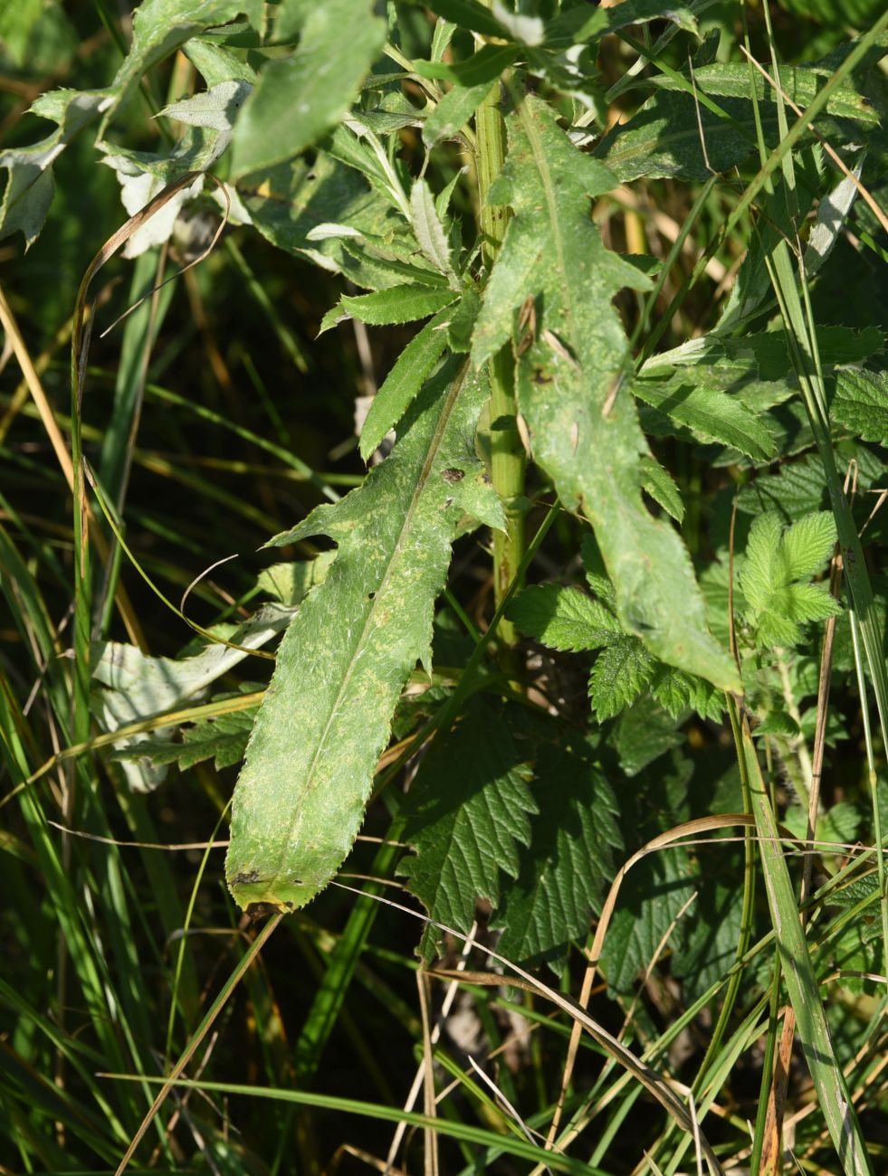 Изображение особи Cirsium incanum.