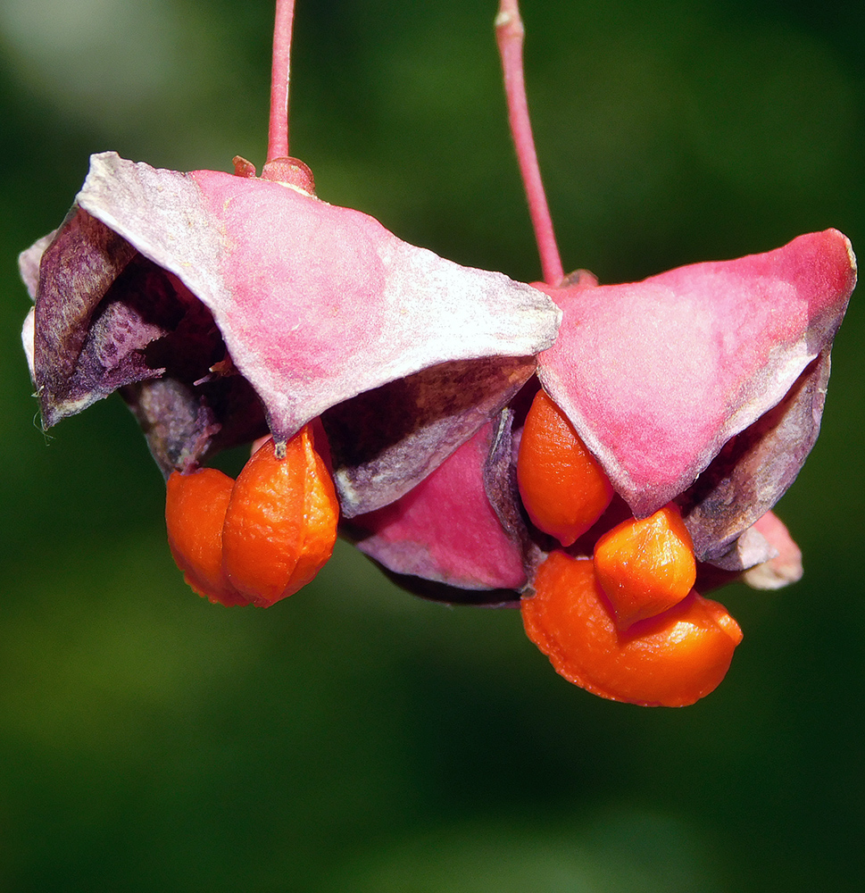 Изображение особи Euonymus latifolius.