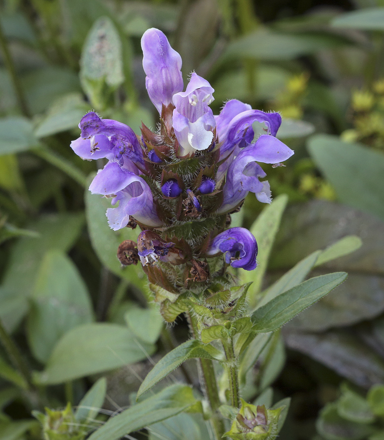 Image of Prunella grandiflora specimen.