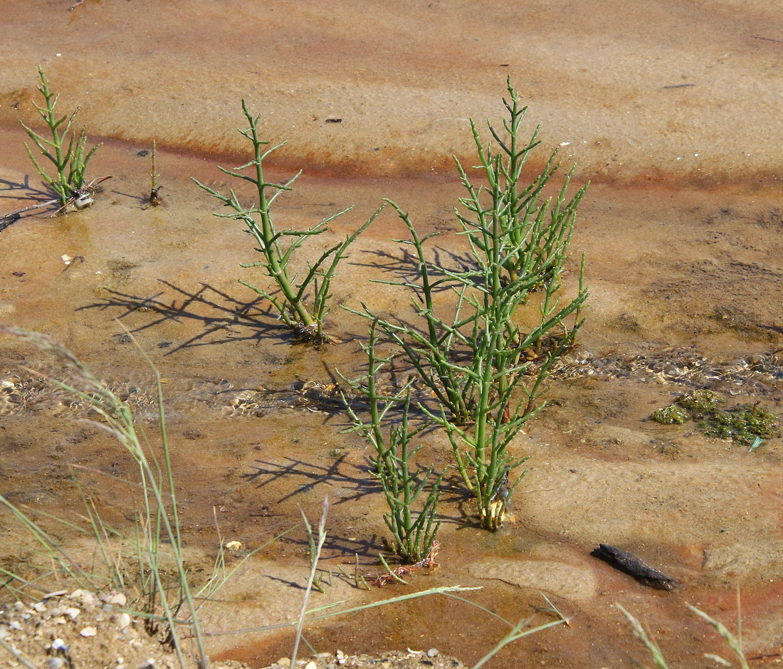 Image of Salicornia perennans specimen.