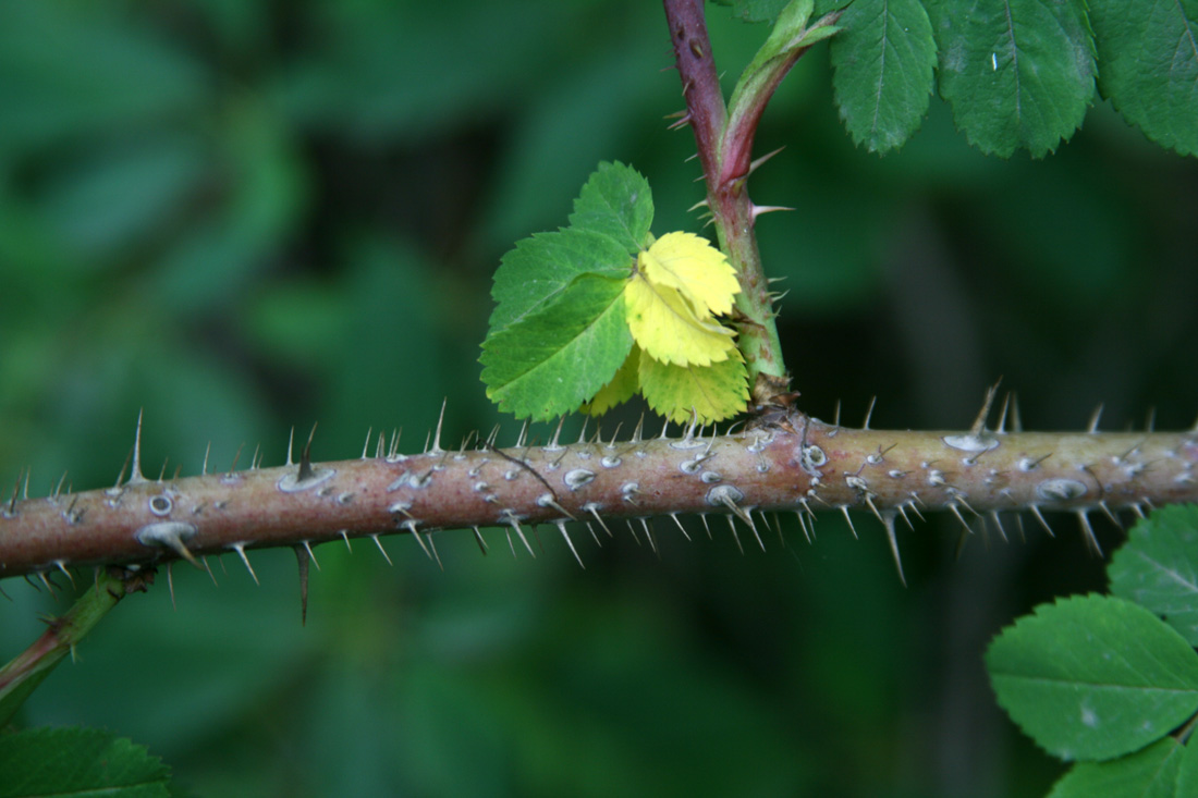 Image of Rosa glabrifolia specimen.