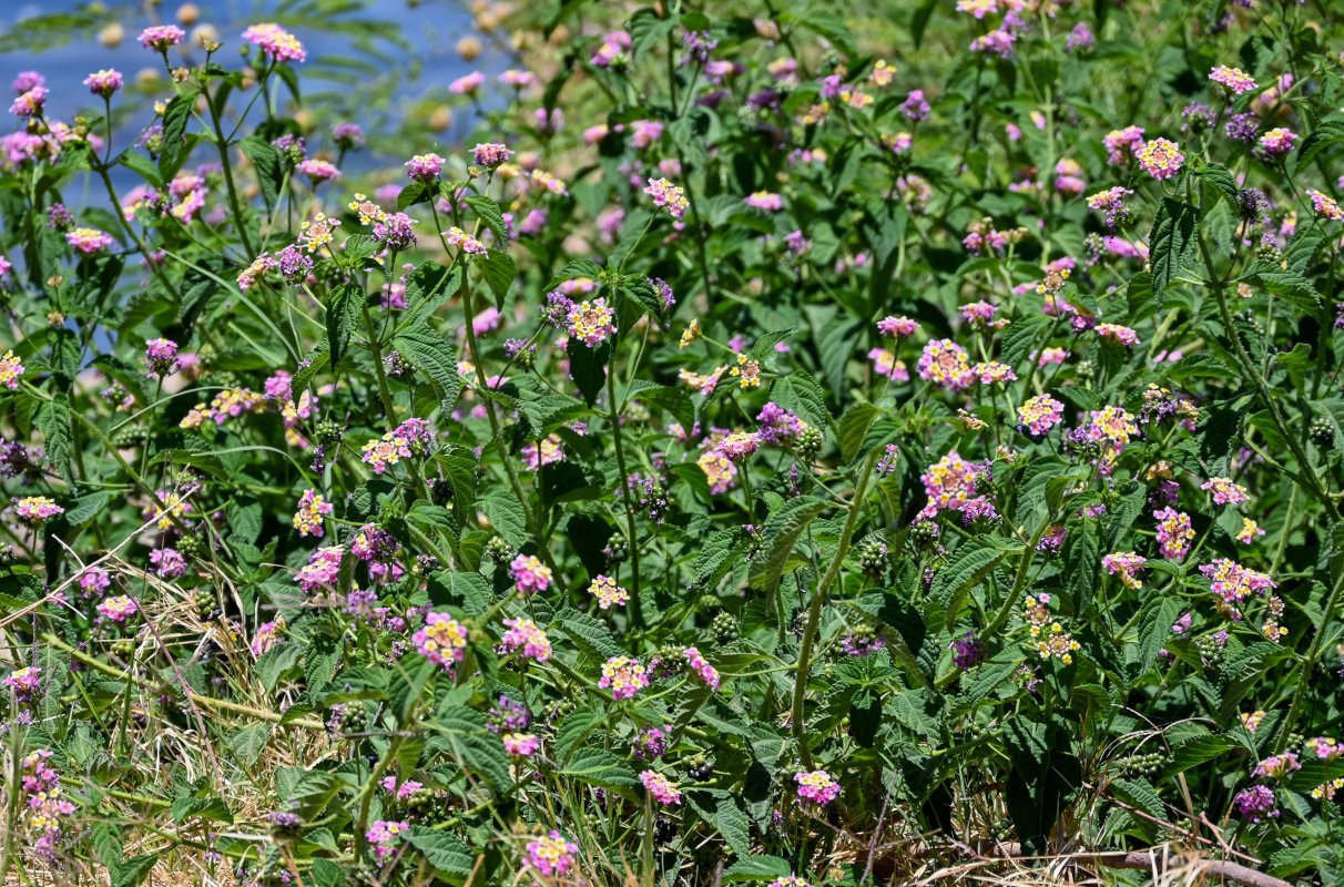 Image of Lantana camara specimen.